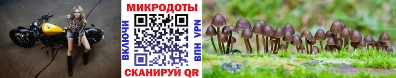 где найти   Чкаловск  Псилоцибиновые грибы Cubensis 